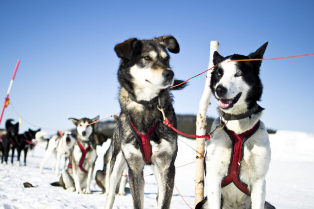 The Ultimate Iceland and Icehotel Aurora Adventure | Northern Lights Holiday Experts | Aurora Lights