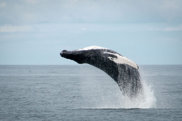 Iceland Northern Lights & Whale Explorer | Northern Lights Holiday Experts in Iceland | Whale Watching and Northern Lights Boat Tour | Aurora Nights