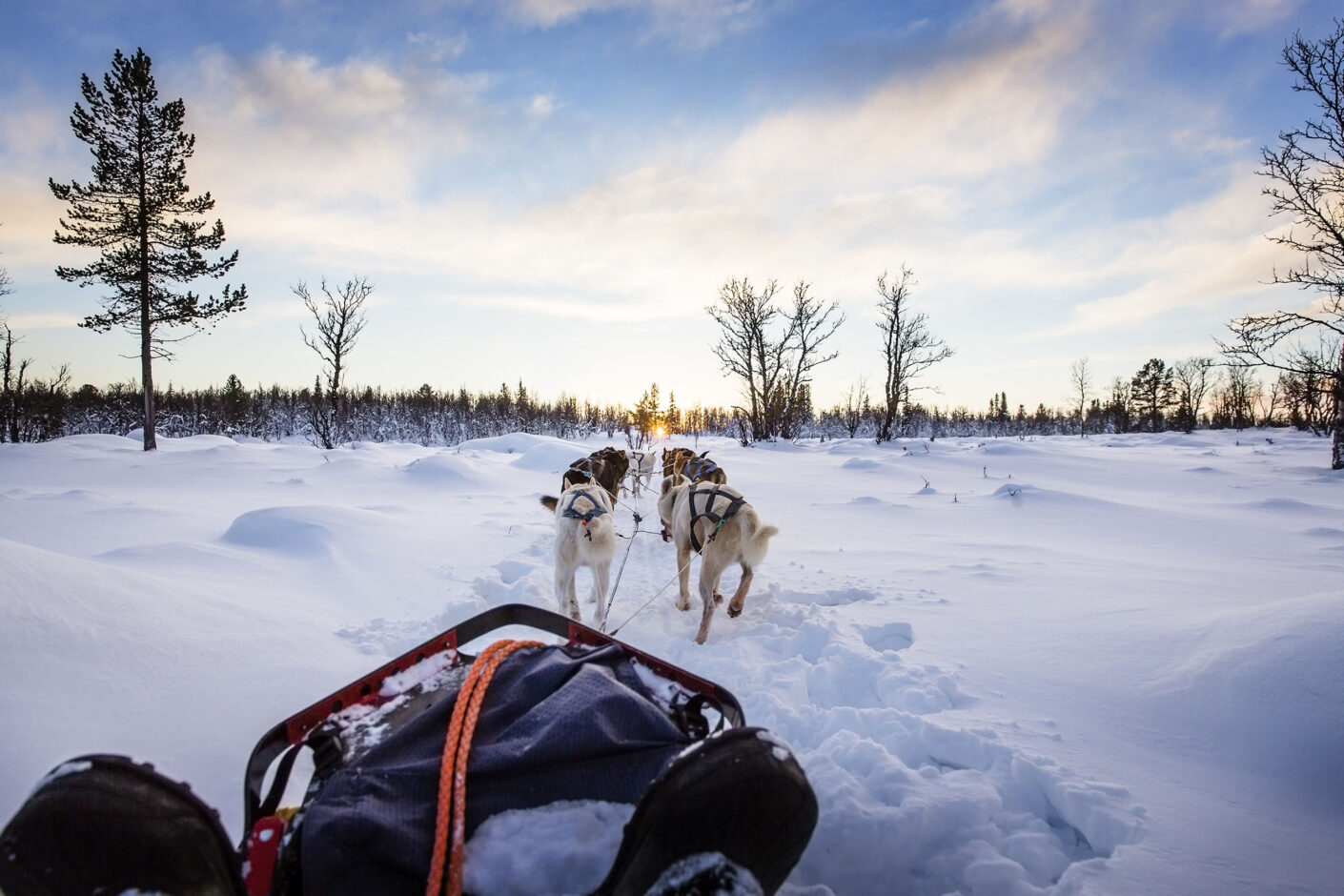 Dog sledding with huskies in beautiful sunset