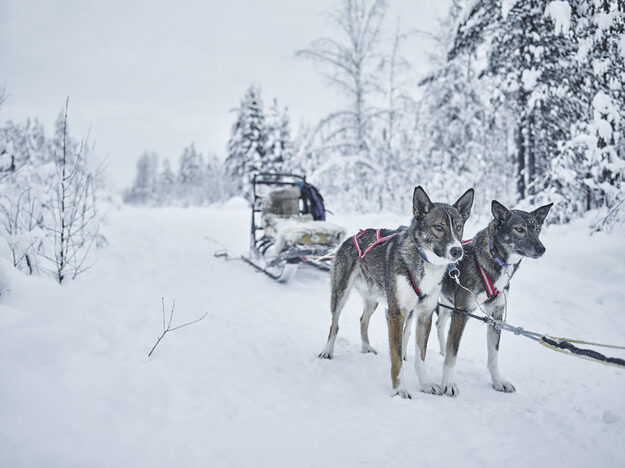 bestoflapland-day4-huskysledding