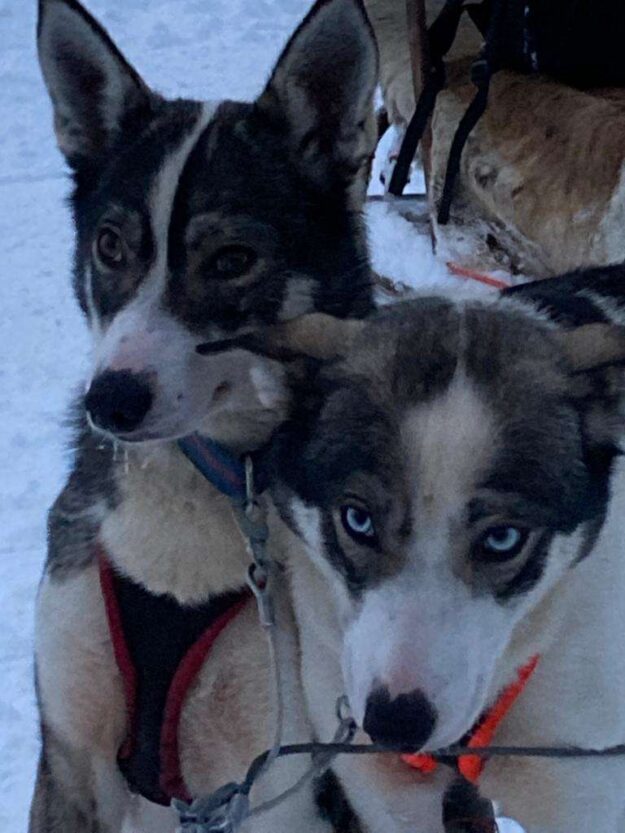 Dog Sledding Adventure