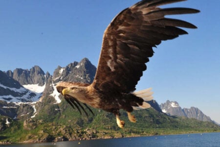 sea-eagle-trolfjord-norway-1000x750_c