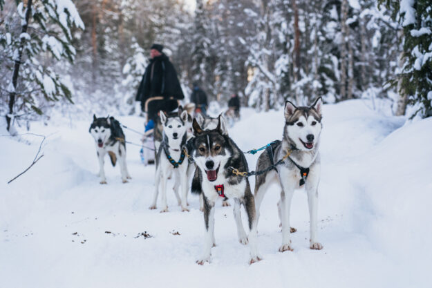 Aurora Nights Apukka and Levi Short Break in Finland - Husky Sledding Adventures