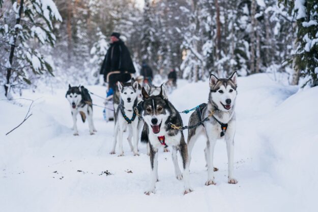 Apukka Husky Adventure Aurora Nights