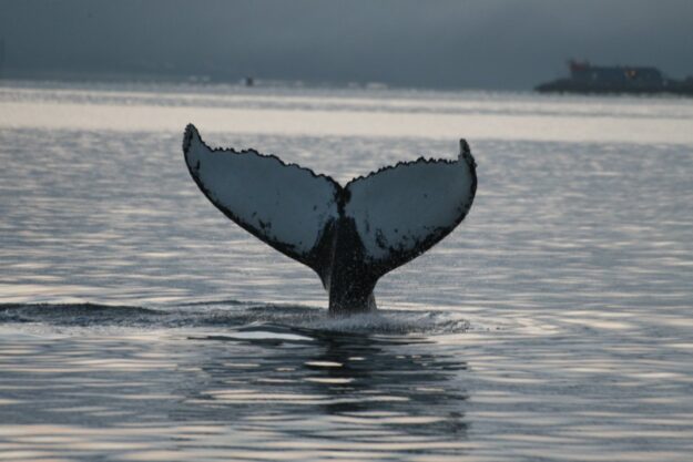 Whale Watching in Alta Norway | A Winter Journey Through Norway’s Arctic North | Luxury Holidays in Norway | Travel with Aurora Nights