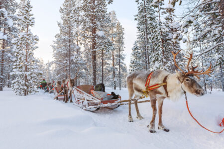 Reindeer safari in a winter forest in Finnish Lapland