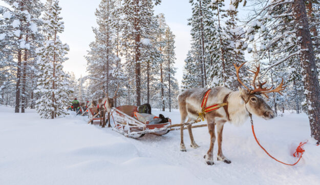Reindeer safari in a winter forest in Finnish Lapland