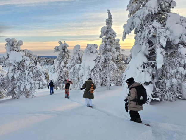 Forest Skiing Sweden
