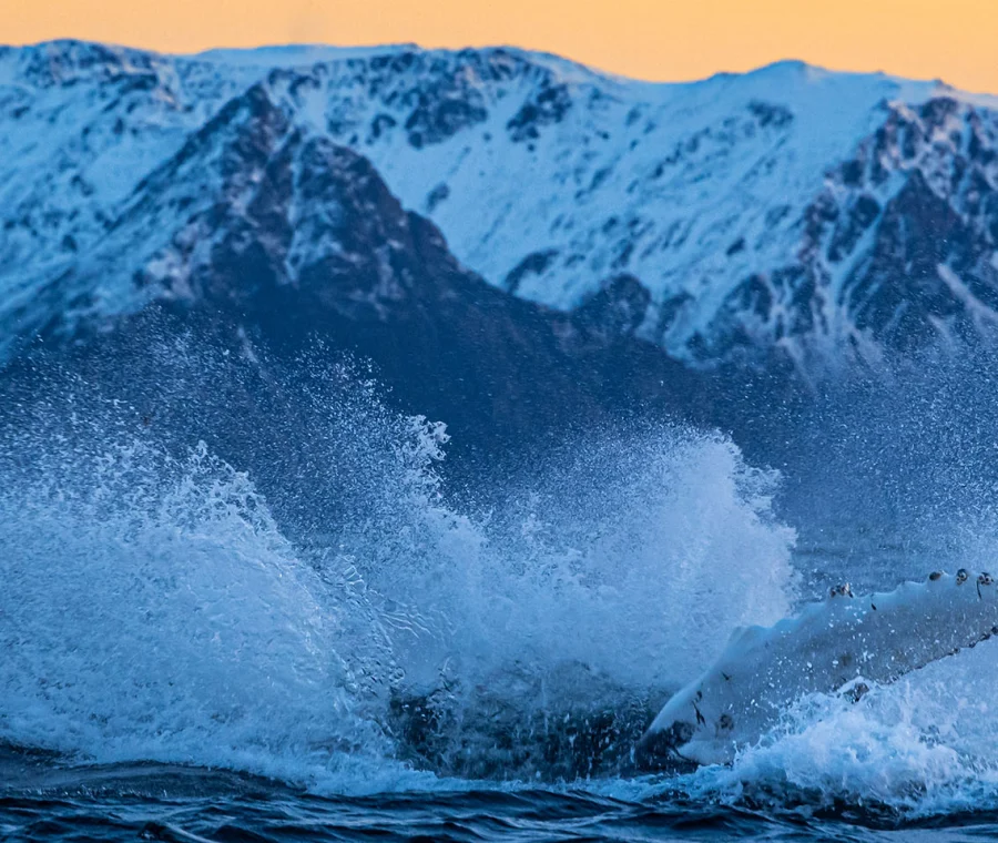 Northern Lights & Marine Giants | Northern Lights Holiday | Whale Watching | Fjord Cruise | A 3-night adventure in Norway that merges the Northern Lights with whale watching.